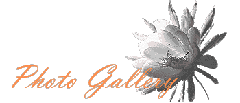 Photo Gallery